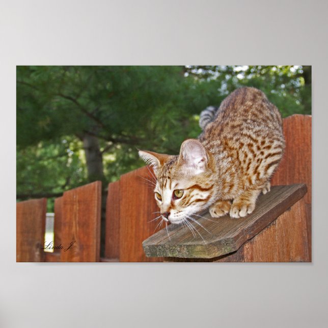 Serval Savannah Kitten USA Canvas Print Poster (Vorne)