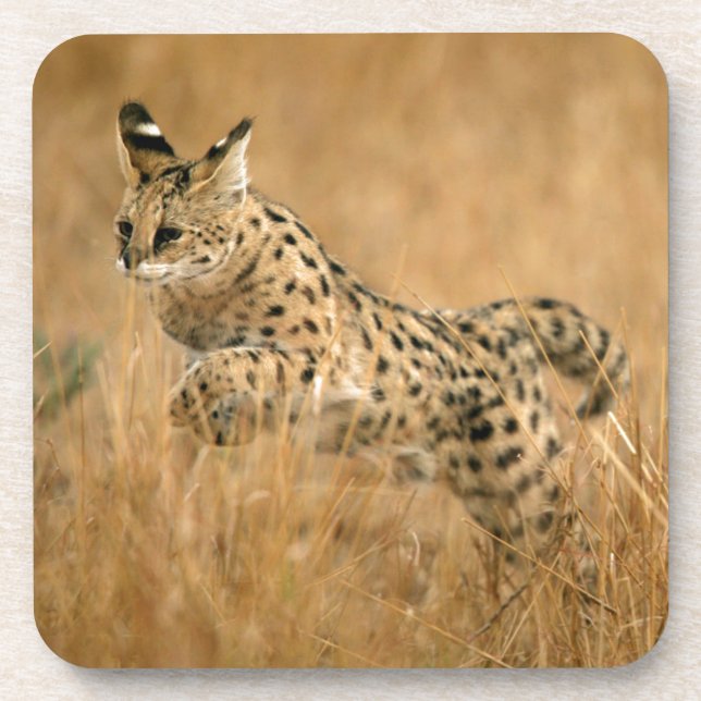 Serval Untersetzer (Vorderseite)