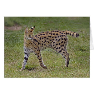 Serval-wilde afrikanische Katze