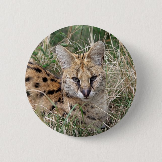 Servalkatze, die sich im Gras entspannt Button (Vorderseite)