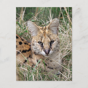 Servalkatze, die sich im Gras entspannt Postkarte