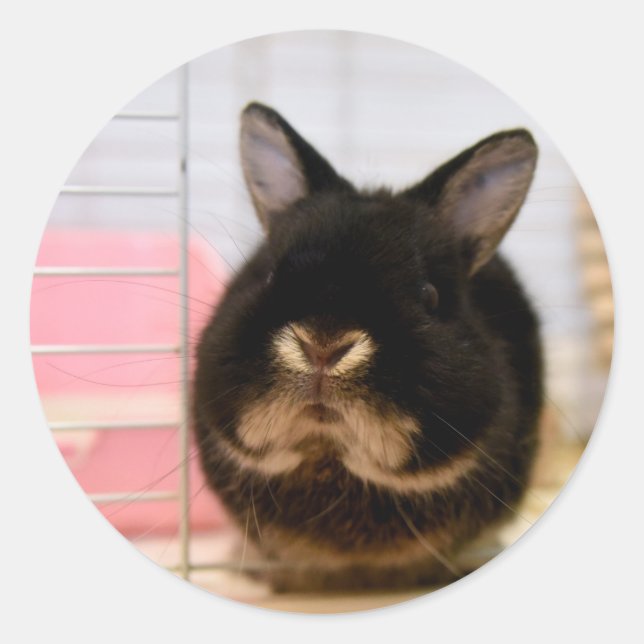 Sesame the Bunny Runder Aufkleber (Vorderseite)