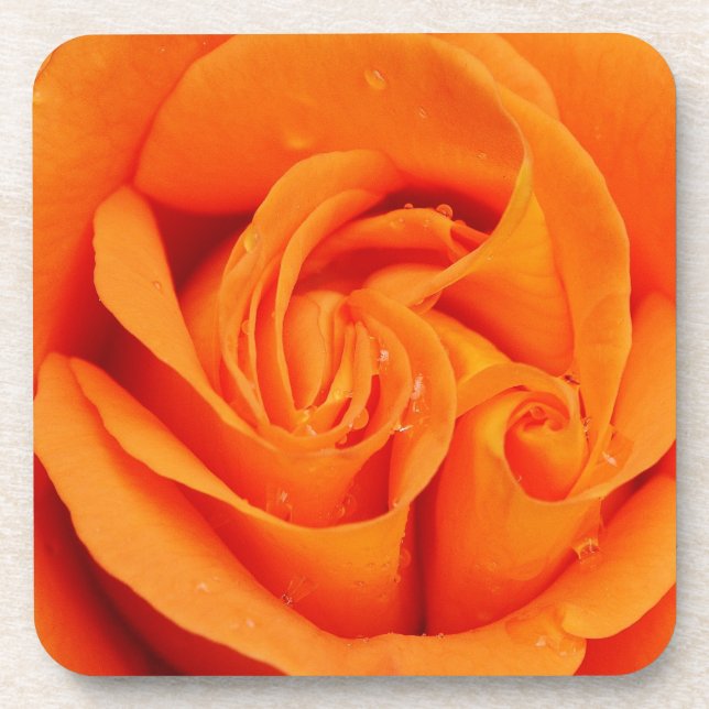 Set 6 Drink-Coaster Orange Rose Blume Retro Getränkeuntersetzer (Vorderseite)
