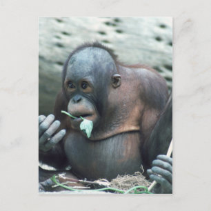 Set wild lebender Tier- und Pflanzenarten - Primat Postkarte