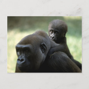 Set wild lebender Tiere - Primate 11 Postkarte