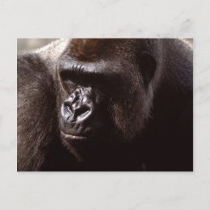 Set wild lebender Tiere - Primate 13 Postkarte