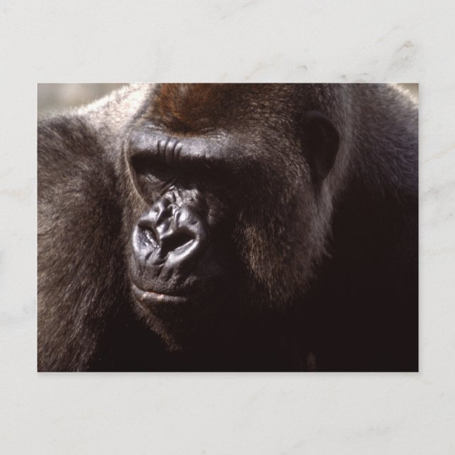 Set wild lebender Tiere - Primate 13 Postkarte (Vorderseite)