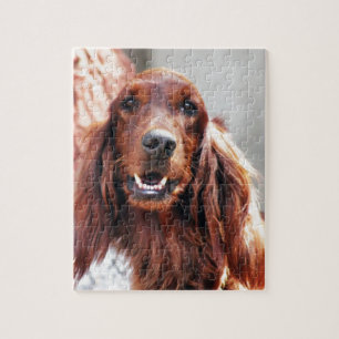 Setter-Hund Puzzle
