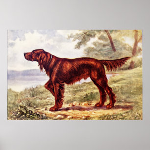 Setter-Illustration 1900 des sportlichen Hundes Poster