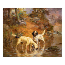 Setter in einem kühlenden Bach von Percival Rossea
