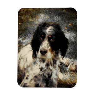 Setzer-Liebe-Foto-Magnet Magnet