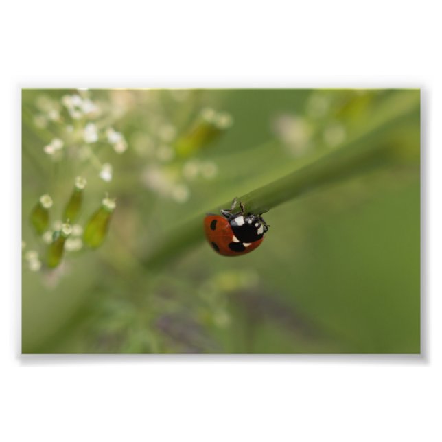Seven-spot Ladybird Fotodruck (Vorne)