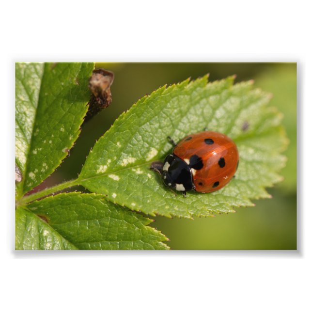 Seven-spot Ladybird Fotodruck (Vorne)
