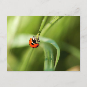 Seven-spot Ladybird Postkarte