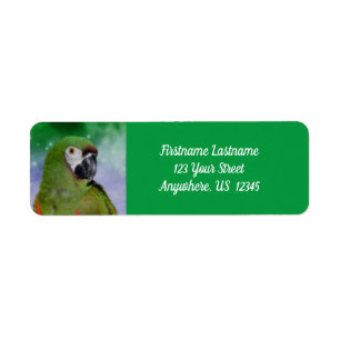 Severe Macaw Parrot Bird-Adresse