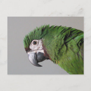 Severe Macaw Postcard Postkarte