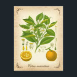 Sevilla orange - Vintage Abbildung Postkarte<br><div class="desc">Sevilla orange - Vintage Abbildung.

Design © HTM Images</div>