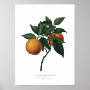 Seville Orange Poster