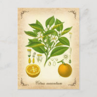 Seville Orange - Vintage-Illustration