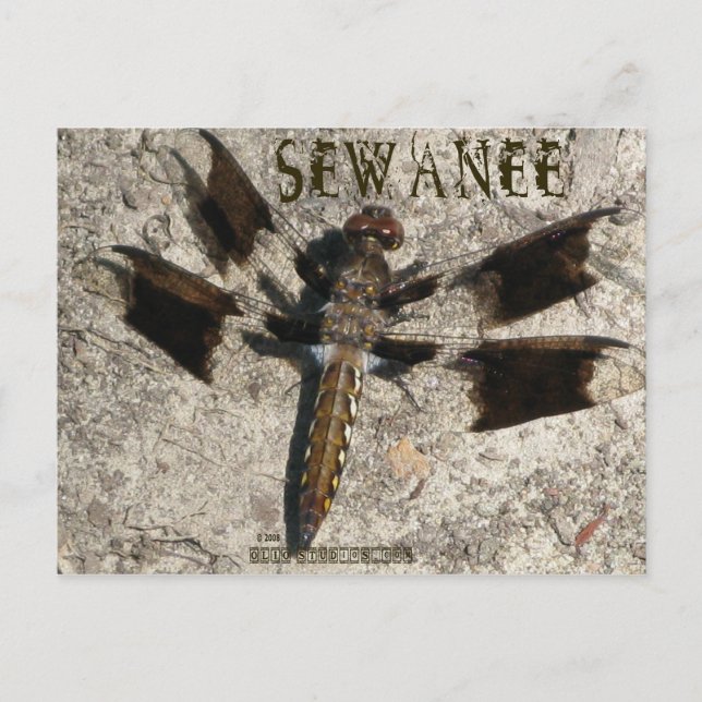 Sewanee Dragonfly - OlioStudios.com Postkarte (Vorderseite)