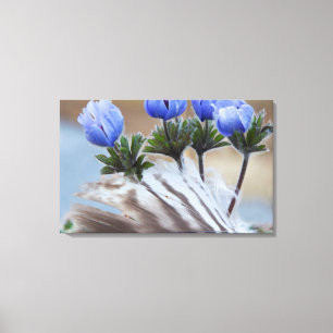 Seward Halbinsel, Alaska, Arktische Wildblumen Leinwanddruck