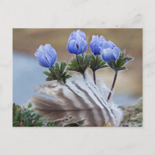 Seward Halbinsel, Alaska, arktische Wildblumen Postkarte
