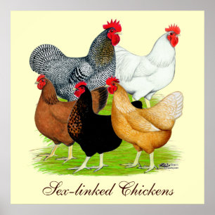 Sex-verbundenes Huhn-Quintett Poster