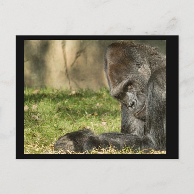 Sexy Silverback Gorilla Postcard Postkarte (Vorderseite)