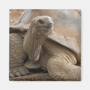 Seychelle Aldabra-Riesenschildkröte Magnet