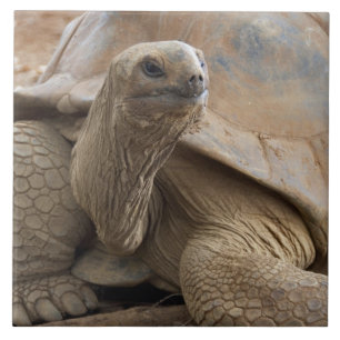 Seychelle Aldabran Landschildkröte Fliese