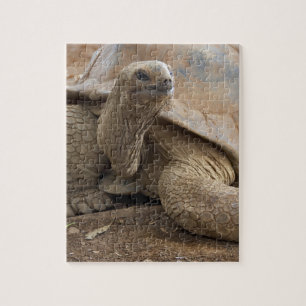 Seychelle Aldabran Landschildkröte Puzzle