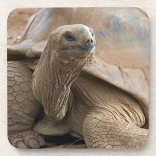 Seychellen-Aldabra-Riesenschildkröte Getränkeuntersetzer