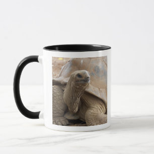 Seychellen-Aldabra-Riesenschildkröte Tasse