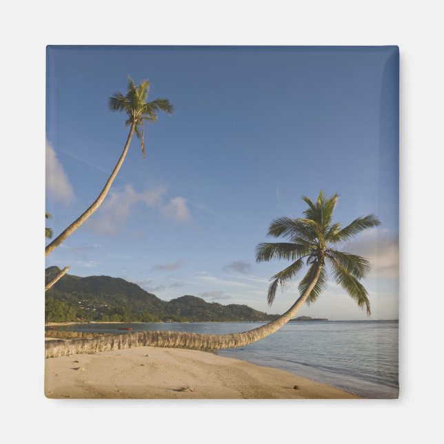 Seychellen, Mahe Island, horizontale Palme, Magnet (Vorne)