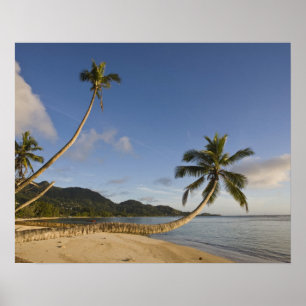 Seychellen, Mahe Island, horizontale Palme, Poster