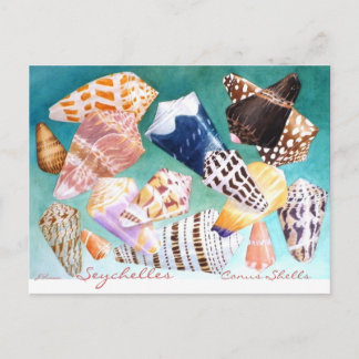 Seychelles Conus Muscheln Postkarte