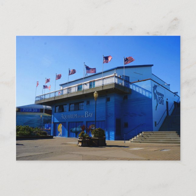 SF Aquarium of the Bay #4-2 Postcard Postkarte (Vorderseite)