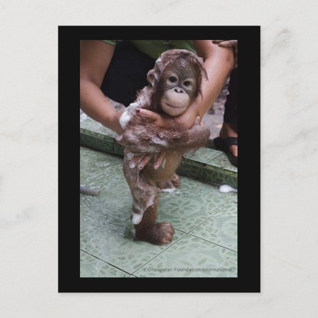 SFI Orangutan Orphan Rescue Baby Jackat Postkarte (Vorderseite)