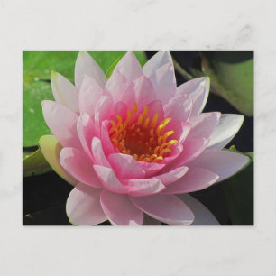 SG Lincoln, Nebraska, rosa Wasserlilie #1 01 Postkarte