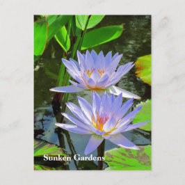 SG Pair of BLUE Water lilies #101 00101 Postkarte