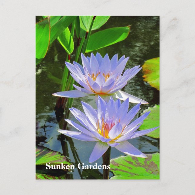 SG Pair of BLUE Water lilies #101 00101 Postkarte (Vorderseite)