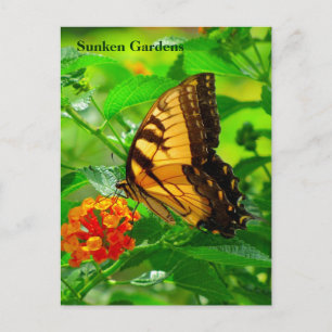 SG Yellow Frack Postcard #245N 0245 Postkarte