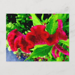 Sgantzos Cockscomb Celosia Cristata Postcard Postkarte