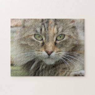 Sgolis Foto Feral Cat Portrait Schwierigkeit Puzzle