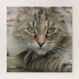 Sgolis Foto Feral Cat Portrait Schwierigkeit Puzzle