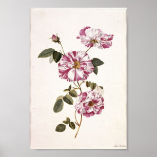 Shabby Chic-Rose Poster