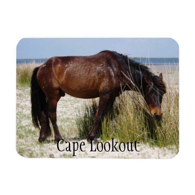 Shackleford Bank Wild Horse Magnet (Horizontal)