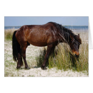 Shackleford Bank World Horse Blank Card