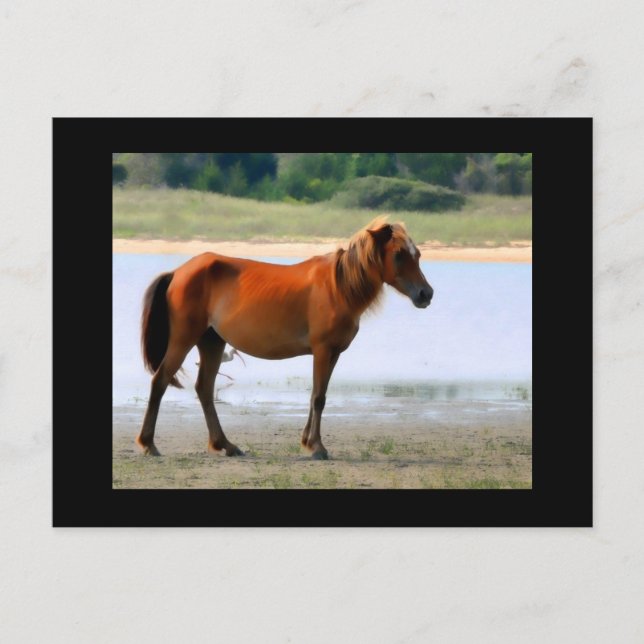 Shackleford Banks Horse Postcard Postkarte (Vorderseite)