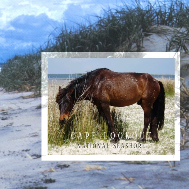 Shackleford Banks Wild Horse, Cape Lookout, NC Postkarte (Von Creator hochgeladen)